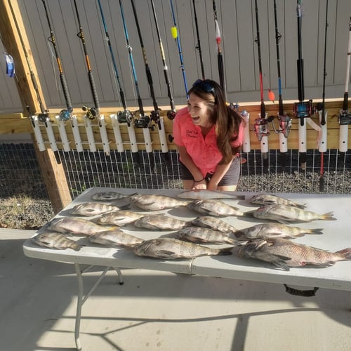 Sheepshead Special - 35' Donzi In Steinhatchee