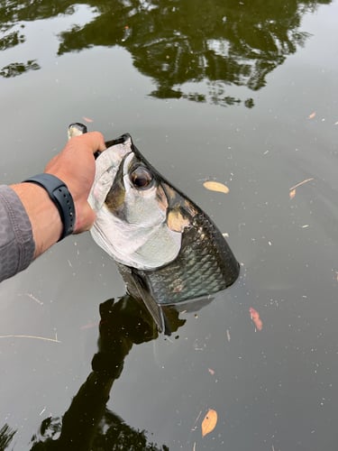 Tampa Bay Big Fish Special In Holmes Beach