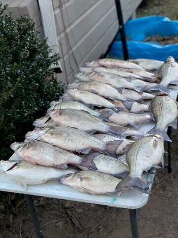 Galveston Bay Fishing - 30' Mako