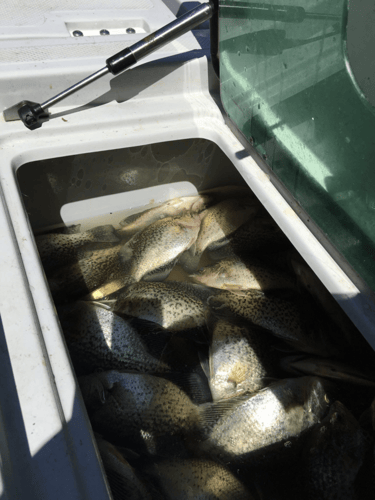 Full-Day on Toledo Bend in Etoile