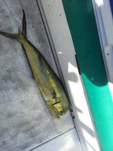 8 Hour Offshore Trip in Freeport