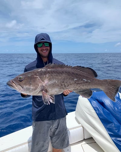 Sarasota Offshore Grocery Run In Sarasota