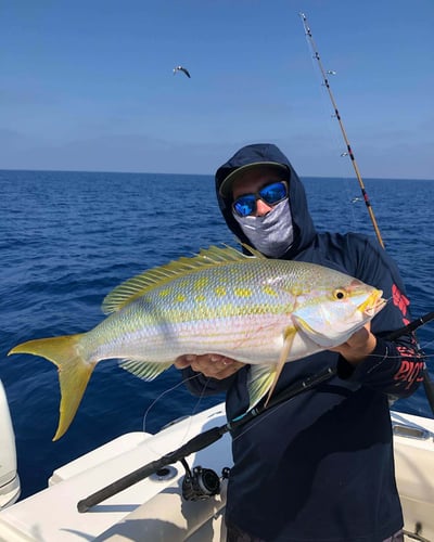 Extended Day Lunker Chase In Sarasota