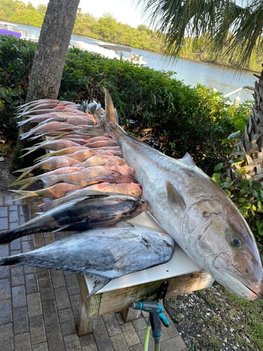 Extended Day Lunker Chase In Sarasota