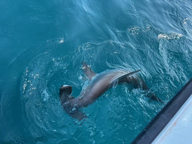 Shark Hunt In Galveston