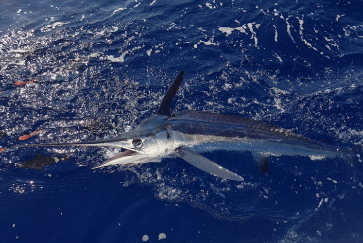 Caribbean Fishing Trip In Caguas