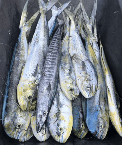 Caribbean Fishing Adventures in San Juan