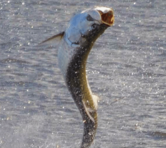 Tarpon & Snook - 22' Quick Bite In Carolina