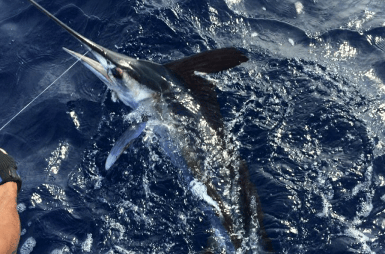 Caribbean Fishing Adventures in San Juan