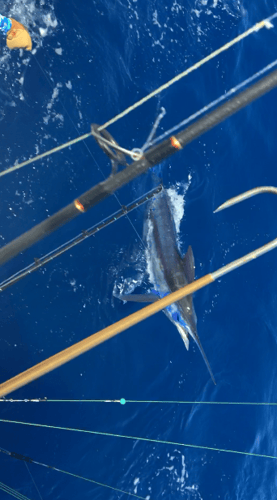 Caribbean Fishing Adventures in San Juan
