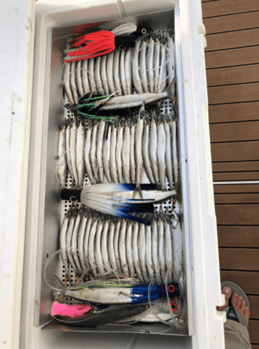 Caribbean Fishing Teaser in Caguas