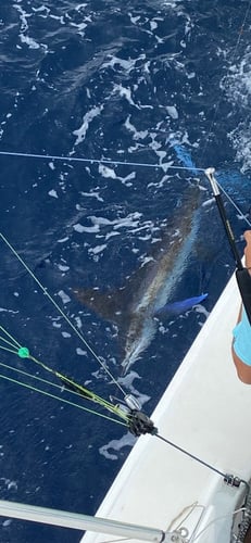 Caribbean Fishing Adventures in San Juan