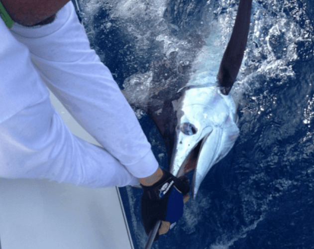 Caribbean Fishing Trip In Caguas