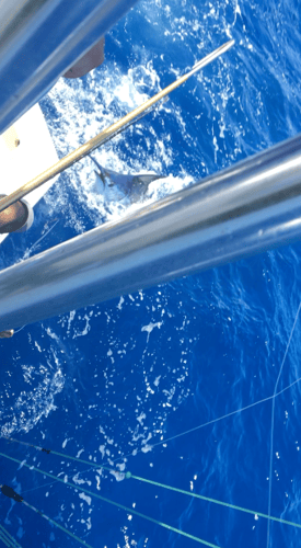Caribbean Fishing Adventures in San Juan