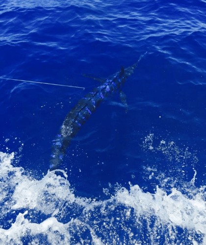 Caribbean Fishing Teaser in Caguas