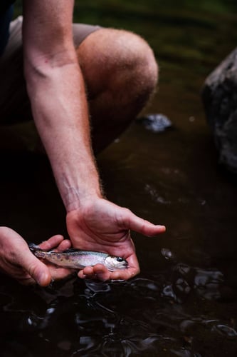 Kilimanjaro Trout Fishing In Machame