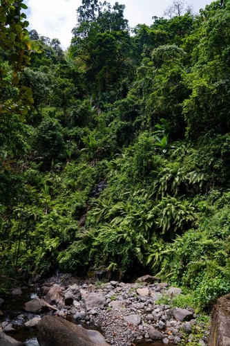 Kilimanjaro Trout Fishing in Machame