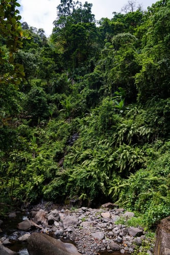 Kilimanjaro Trout Fishing In Machame