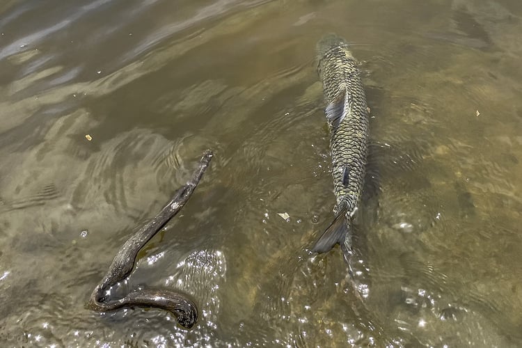 Tanzania Tiger Fish Safari in Dar es Salaam