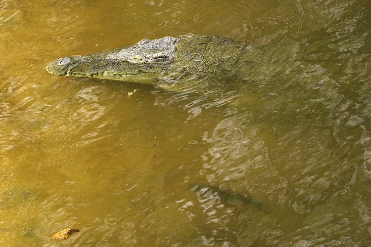 Tanzania Tiger Fish Safari in Dar es Salaam
