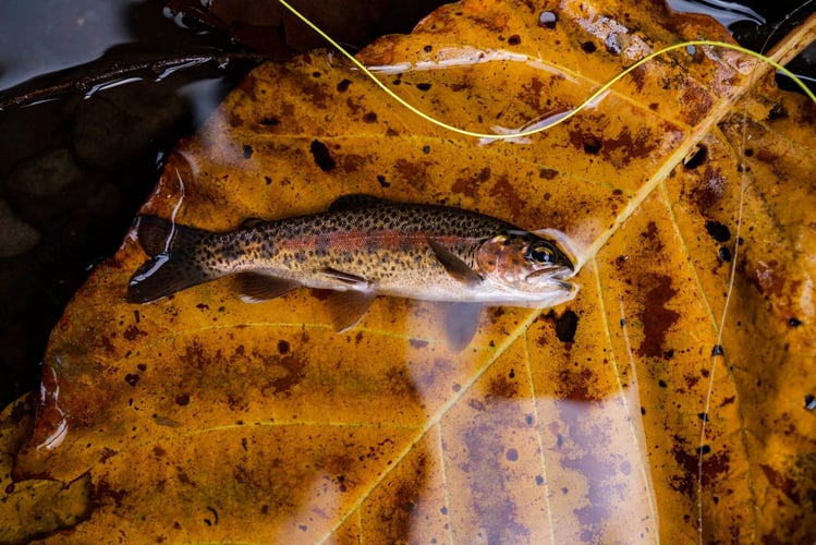 Kilimanjaro Trout Fishing In Machame