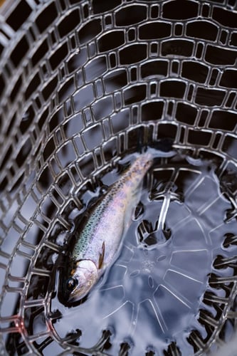 Kilimanjaro Trout Fishing In Machame