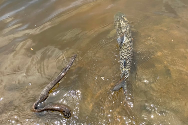 Tanzania Tiger Fish Safari in Dar es Salaam