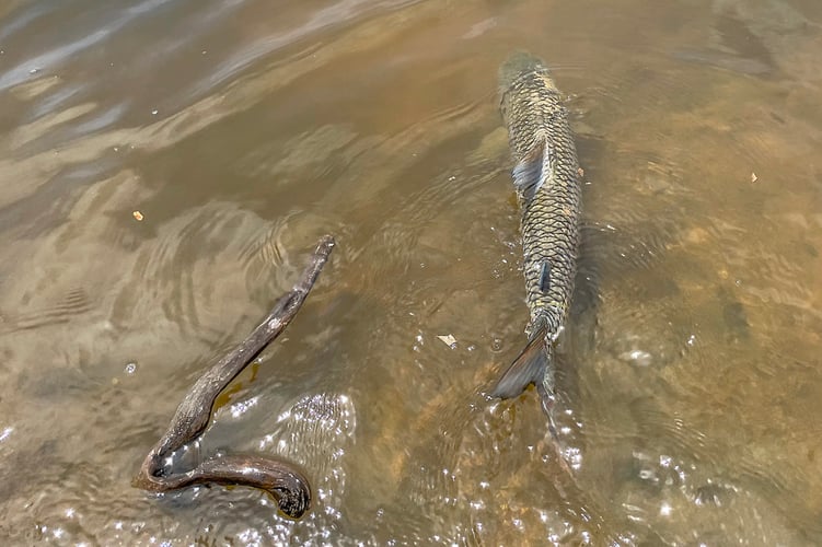 Tanzania Tiger Fish Safari In Dar Es Salaam