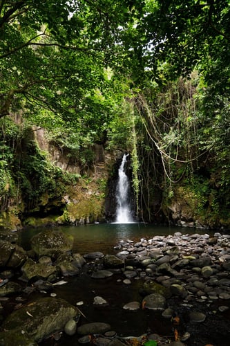 Kilimanjaro Trout Fishing In Machame