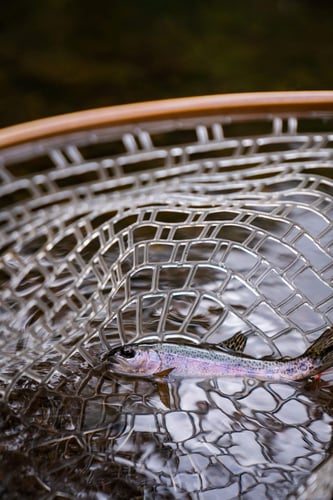 Kilimanjaro Trout Fishing in Machame