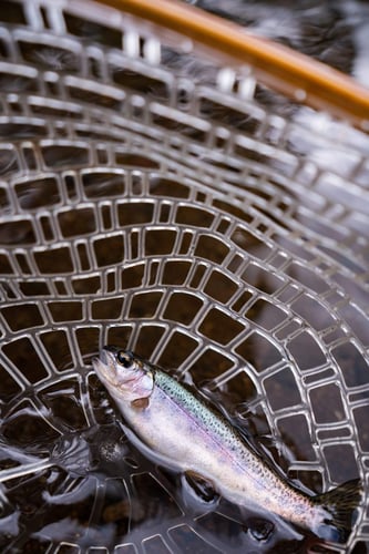 Kilimanjaro Trout Fishing in Machame