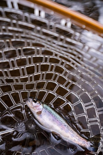 Kilimanjaro Trout Fishing In Machame