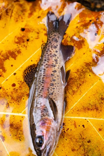 Kilimanjaro Trout Fishing in Machame