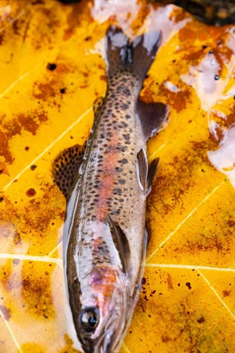 Kilimanjaro Trout Fishing In Machame