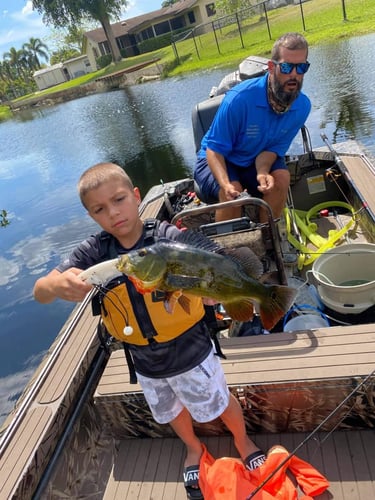 Peacock Bass In The Everglades In Plantation