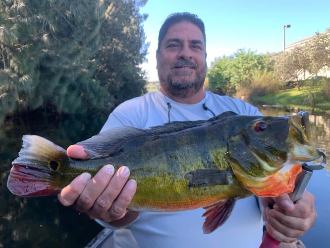 Fort Lauderdale Peacock Bass In Plantation
