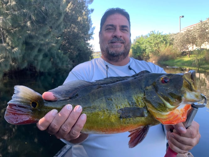 Peacock Bass In The Everglades In Plantation