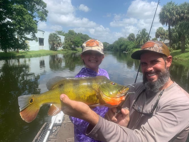 Peacock Bass In The Everglades In Plantation