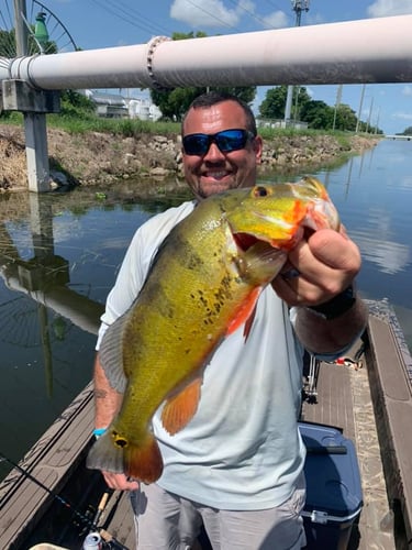 Iguana Hunt/Peacock Bass Combo With Retriever Dog In Plantation