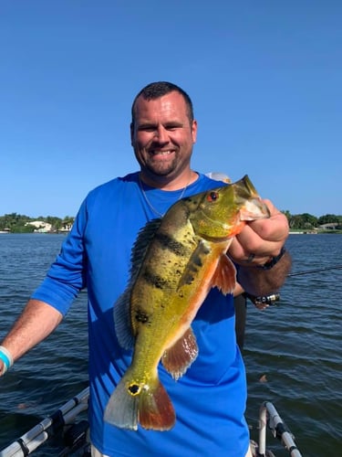 Peacock Bass In The Everglades In Plantation