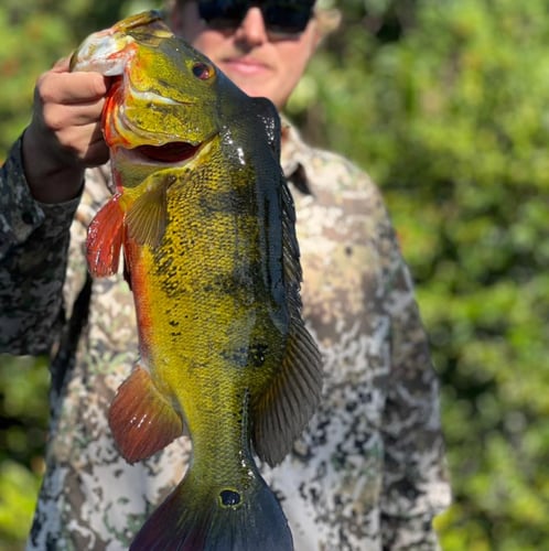 Iguana Hunt/Peacock Bass Combo With Retriever Dog In Plantation