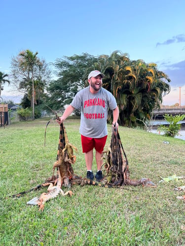 Iguana And Goose Hunt With Retrieval Dog In Plantation