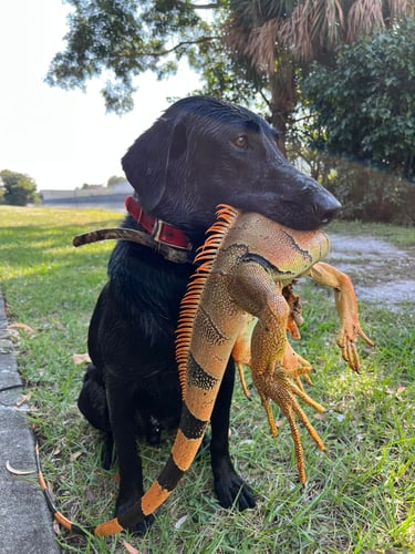 Iguana And Goose Hunt With Retrieval Dog In Plantation