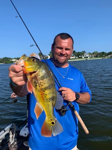 Peacock Bass In The Everglades In Plantation