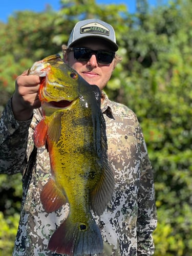 Fort Lauderdale Peacock Bass In Plantation