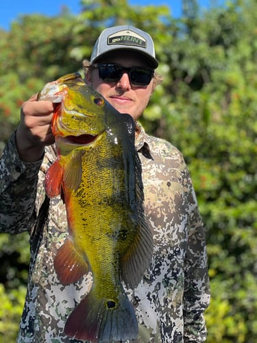 Peacock Bass In The Everglades In Plantation