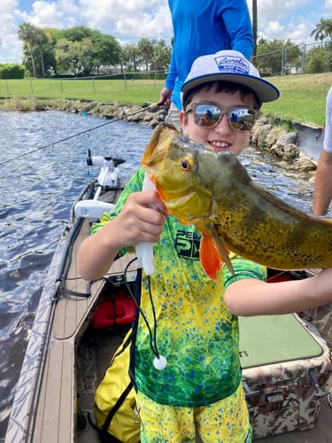 Iguana Hunt/Peacock Bass Combo With Retriever Dog In Plantation