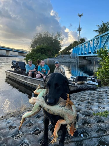 Iguana And Goose Hunt With Retrieval Dog In Plantation