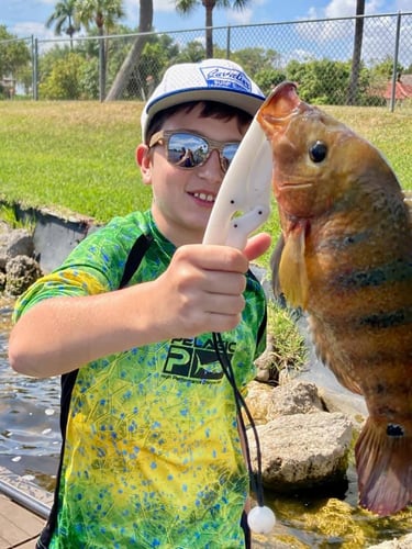 Fort Lauderdale Peacock Bass In Plantation