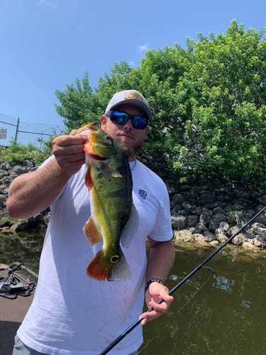 Peacock Bass In The Everglades In Plantation